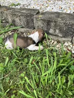 Akc Ray, a male Miniature Dachshund for sale in Decatur, IN – 1 of 6