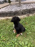 Akc Linda, a female Bernese Mountain Dog for sale in Decatur, IN – 5 of 5