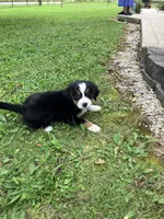Akc Melissa, a female Bernese Mountain Dog for sale in Decatur, IN – 5 of 6