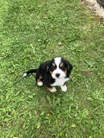 Akc Melinda, a female Bernese Mountain Dog for sale in Decatur, IN – 4 of 5