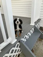 Akc Dan , a female Bernese Mountain Dog for sale in Decatur, IN – 6 of 6