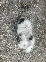 Akc Fluff Ball, a male Pomeranian for sale in Decatur, IN – 5 of 7