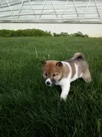 Gracie, a female Shiba Inu for sale in Decatur, IN – 3 of 5