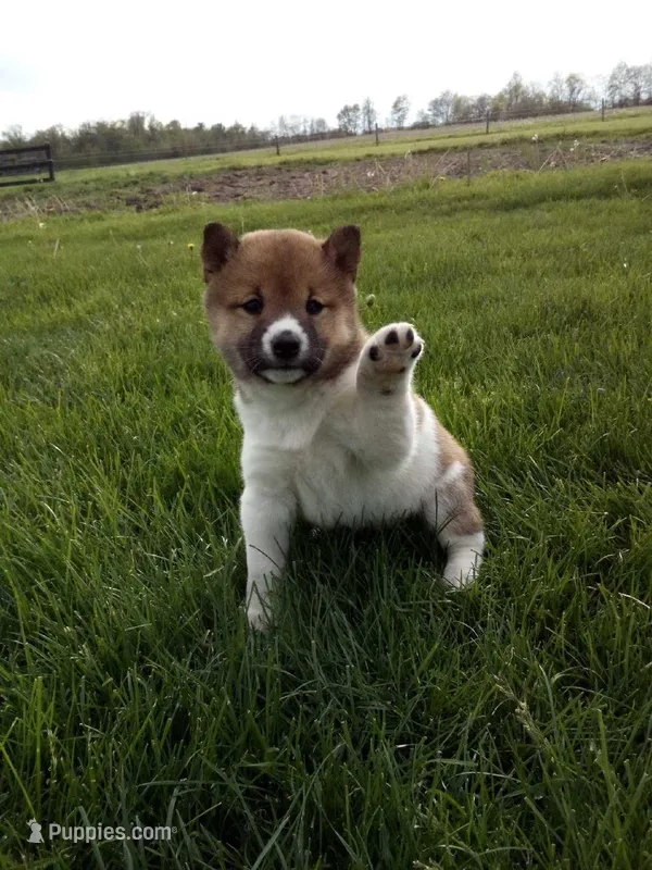 Gracie – Shiba Inu puppy for sale in Decatur, IN