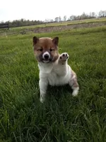 Gracie, a female Shiba Inu for sale in Decatur, IN – 1 of 5
