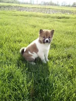 Gracie, a female Shiba Inu for sale in Decatur, IN – 4 of 5