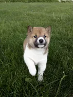Gracie, a female Shiba Inu for sale in Decatur, IN – 2 of 5