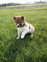Gracie, a female Shiba Inu for sale in Decatur, IN – 5 of 5