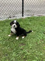 Akc Melinda, a female Bernese Mountain Dog for sale in Decatur, IN – 2 of 5