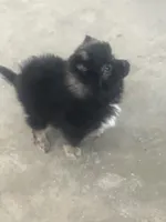 Pete, a male Pomeranian for sale in Decatur, IN – 4 of 7