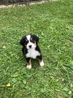 Akc Melissa, a female Bernese Mountain Dog for sale in Decatur, IN – 2 of 6