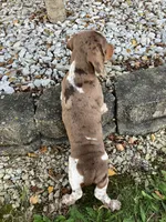 Akc Rosy, a female Miniature Dachshund for sale in Decatur, IN – 2 of 5