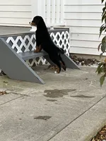 Akc Lory, a female Bernese Mountain Dog for sale in Decatur, IN – 5 of 6