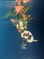 Mary, a female Chihuahua for sale in Decatur, IN – 3 of 4