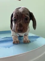 Akc Lillian, a female Miniature Dachshund for sale in Decatur, IN – Photo 3 of 4