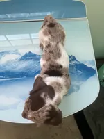 Akc Lillian, a female Miniature Dachshund for sale in Decatur, IN – Photo 1 of 4