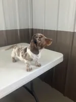 Akc Lillian, a female Miniature Dachshund for sale in Decatur, IN – Photo 5 of 6