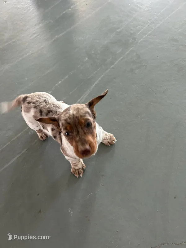 Akc Lillian – Miniature Dachshund puppy for sale in Decatur, IN
