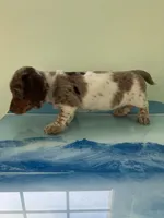 Akc Lillian, a female Miniature Dachshund for sale in Decatur, IN – Photo 2 of 4