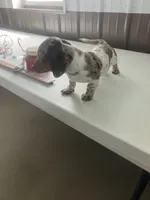 Akc Lillian, a female Miniature Dachshund for sale in Decatur, IN – Photo 2 of 6