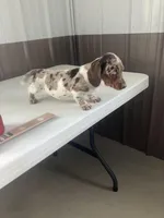 Akc Lillian, a female Miniature Dachshund for sale in Decatur, IN – Photo 3 of 6