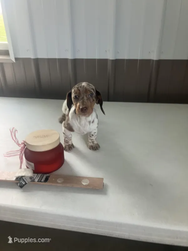Akc Lillian – Miniature Dachshund puppy for sale in Decatur, IN