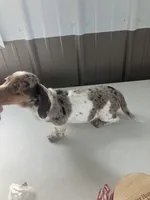 Akc Lillian, a female Miniature Dachshund for sale in Decatur, IN – Photo 4 of 6