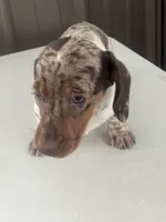 Akc Lillian, a female Miniature Dachshund for sale in Decatur, IN – Photo 6 of 6