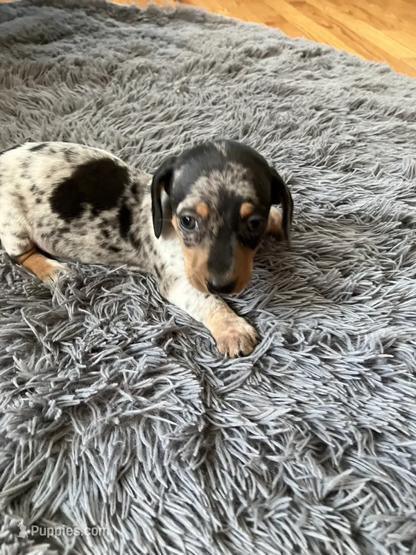 Akc Rose – Miniature Dachshund puppy for sale in Decatur, IN
