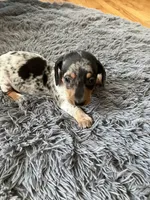 Akc Rose, a female Miniature Dachshund for sale in Decatur, IN – 1 of 6