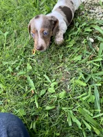 Akc Davon , a male Miniature Dachshund for sale in Decatur, IN – 5 of 6