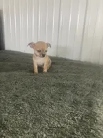 Akc Willis , a male Chihuahua for sale in Decatur, IN – 2 of 5