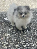 Akc Fluff Ball, a male Pomeranian for sale in Decatur, IN – 3 of 7