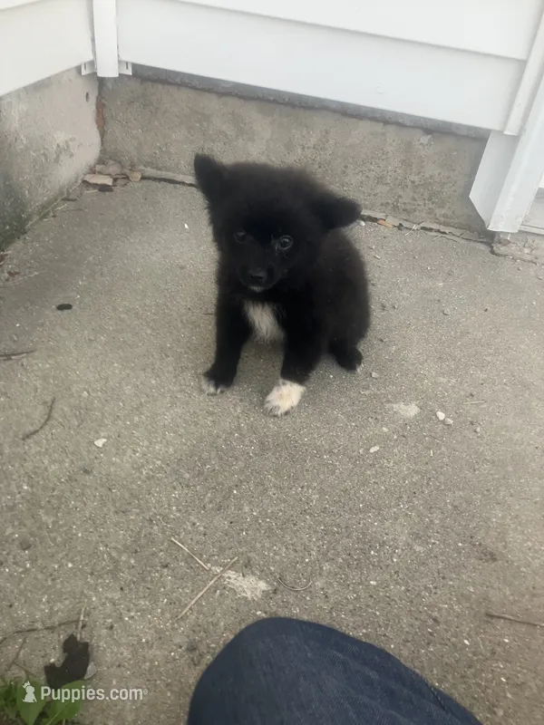 Frisky – Pomeranian puppy for sale in Decatur, IN