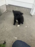 Frisky, a male Pomeranian for sale in Decatur, IN – 1 of 5