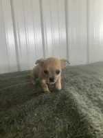 Akc Willis , a male Chihuahua for sale in Decatur, IN – 3 of 5