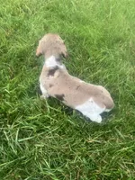 Akc Jill, a female Miniature Dachshund for sale in Decatur, IN – 4 of 4