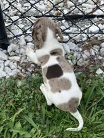 Akc Smoke, a male Miniature Dachshund for sale in Decatur, IN – 2 of 6