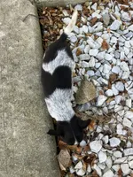 Lizzy, a female Chihuahua for sale in Decatur, IN – 4 of 5