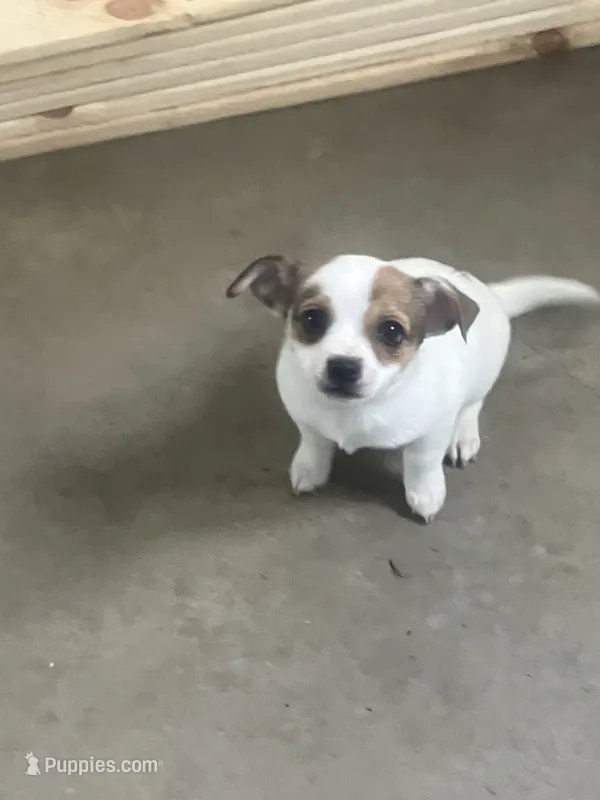 Jolene – Chihuahua puppy for sale in Decatur, IN