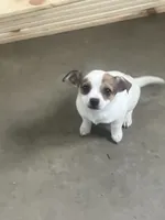 Jolene, a female Chihuahua for sale in Decatur, IN – 1 of 4