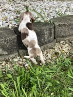 Akc Davon , a male Miniature Dachshund for sale in Decatur, IN – 2 of 6