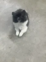 Polly, a female Pomeranian for sale in Decatur, IN – 6 of 6