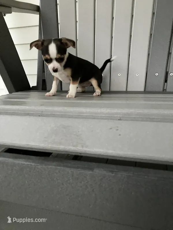 Akc Tiny  – Chihuahua puppy for sale in Decatur, IN