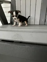 Akc Tiny , a female Chihuahua for sale in Decatur, IN – 1 of 6