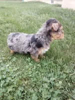 Rufas, a male Yorkshire Terrier for sale in Decatur, IN – 4 of 5