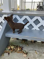 Tina, a female Chihuahua for sale in Decatur, IN – 2 of 6