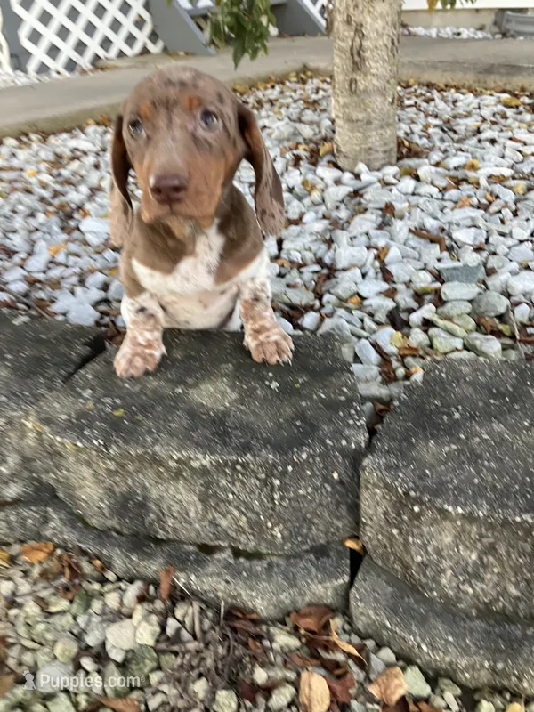 Akc Rosy – Miniature Dachshund puppy for sale in Decatur, IN