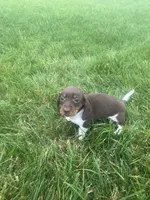 Akc Lisa, a female Miniature Dachshund for sale in Decatur, IN – 2 of 4