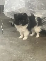 Polly, a female Pomeranian for sale in Decatur, IN – 4 of 6
